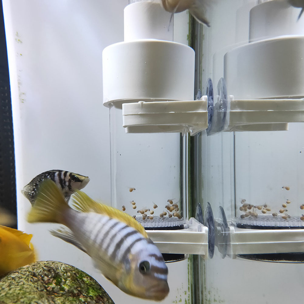 Aquarium Fish Cichlid - 40mm水槽用シクリッド孵化場卵、口内孵化魚卵インキュベーター、インキュベータータンブラー、水槽養殖用