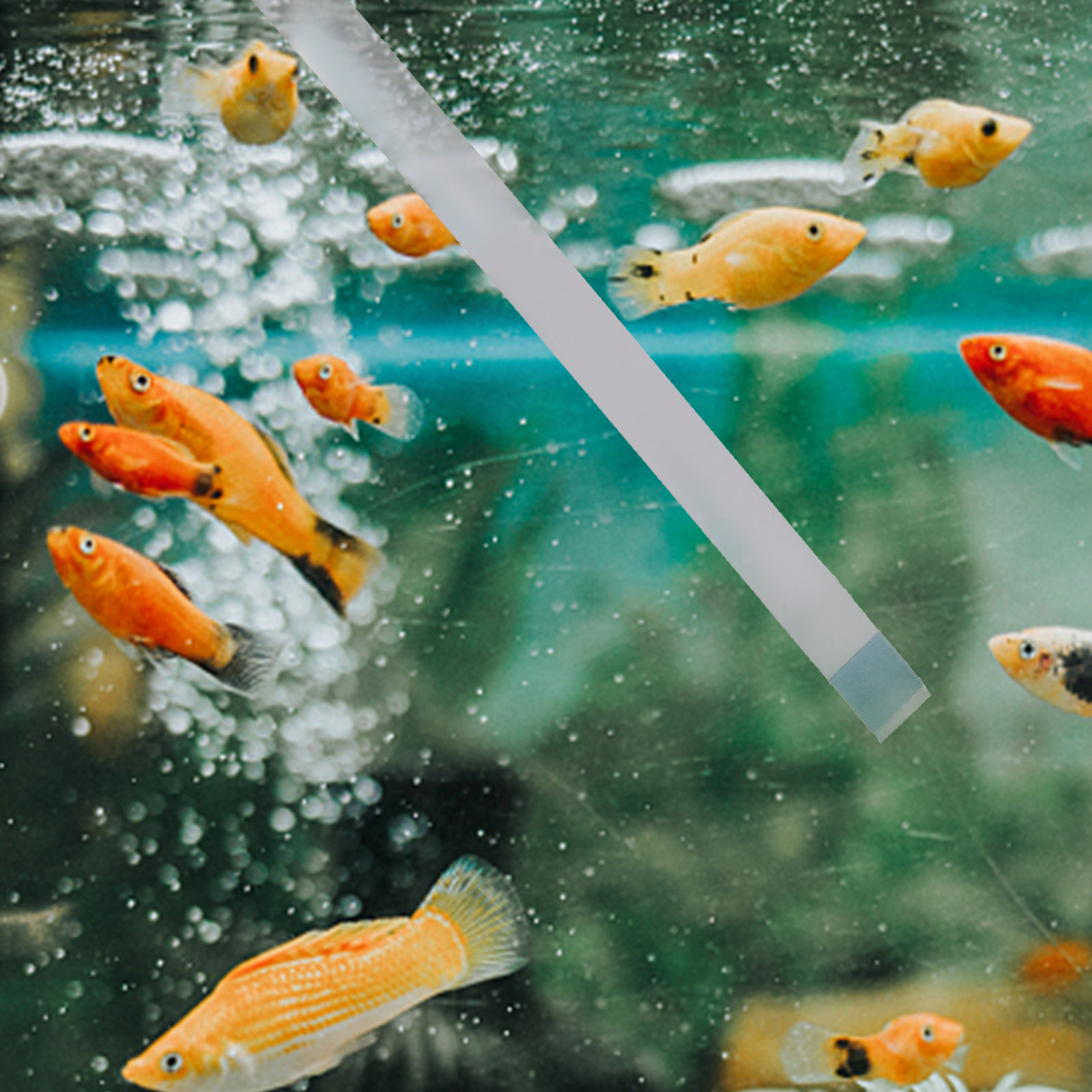Aquarium Test Kit - スイミングプール用テストストリップ、ホットタブ・スパ用pHテスター、池水テストストリップ、水槽用水質検査試薬キット