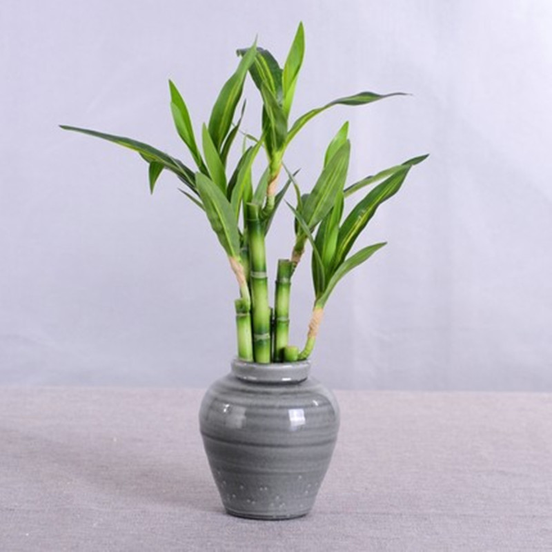 新しい40cm人工ラッキーバンブー多肉植物フェイクプラントフ - Aquarium Fish Only のレビューと価格