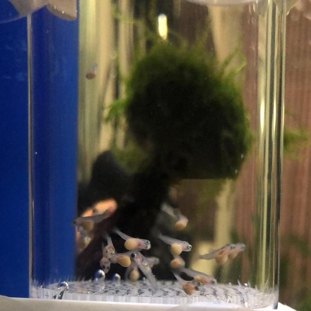 40mmインキュベーター魚孵化場卵口内孵化場魚卵水槽シクリッ - Aquarium Fish Cichlid のレビューと価格