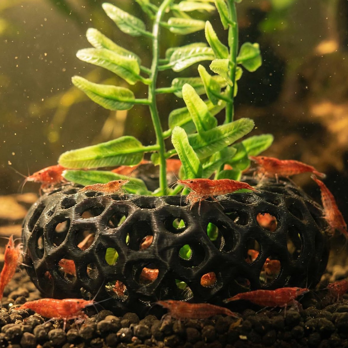 人気商品 3Dプリント製水槽用魚・エビ脱走ハウス クリエイテ - Aquarium Fish Reproduction のレビューと価格