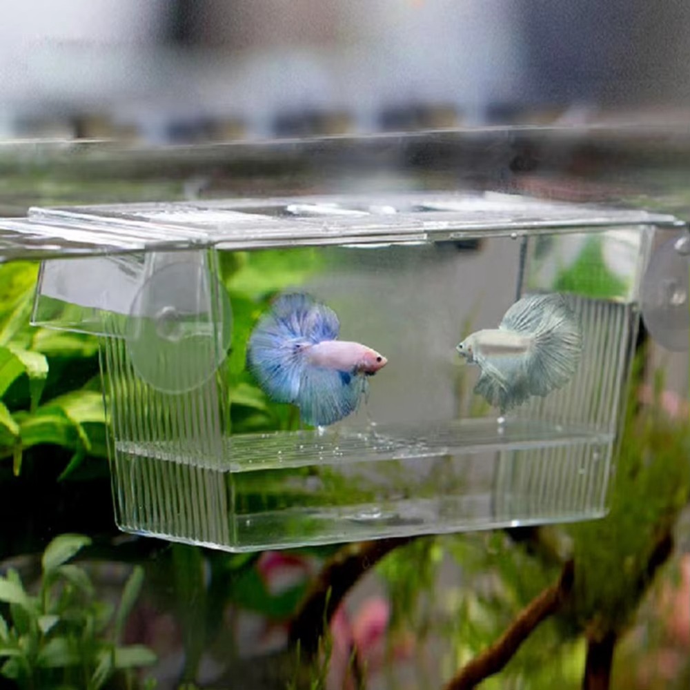 クリエイティブアクリル製水槽繁殖インキュベーター水槽飼育者隔 - Aquarium Fish Reproduction のレビューと価格