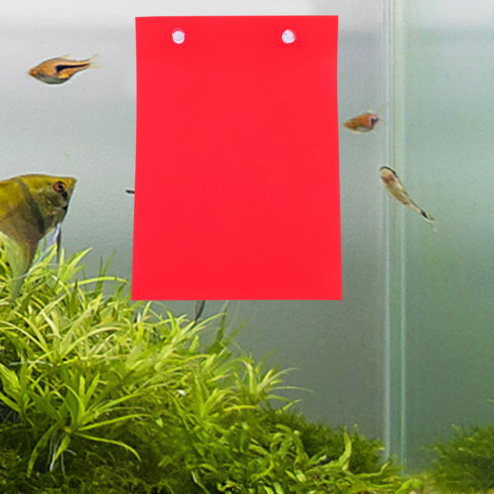4個入り水槽繁殖プレート、水槽用魚繁殖・卵孵化・稚魚育成用、 - Aquarium Fish Reproduction のレビューと価格